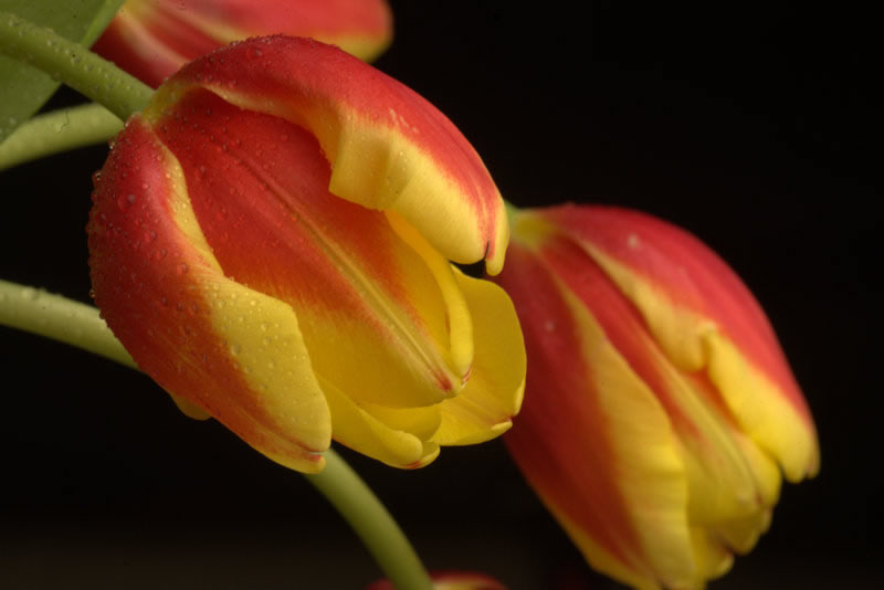 Tulips by Don