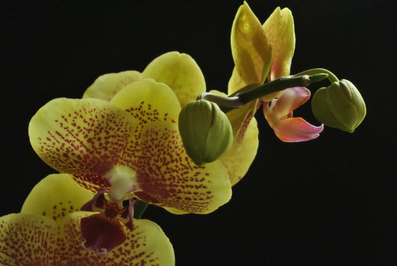 Flowers and Buds