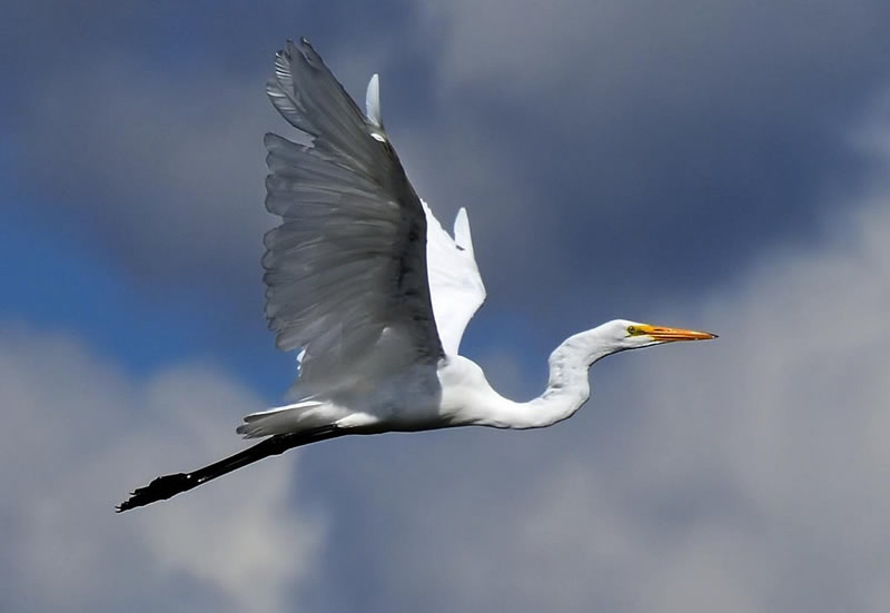 Pat Stone - Egret in Flight