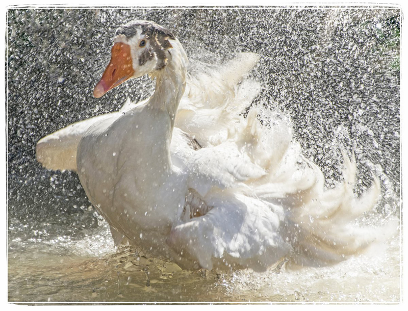 Bath Time Swan by Darlene Perkin