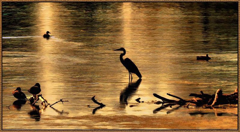 Heron Aglow by Marlene Smith